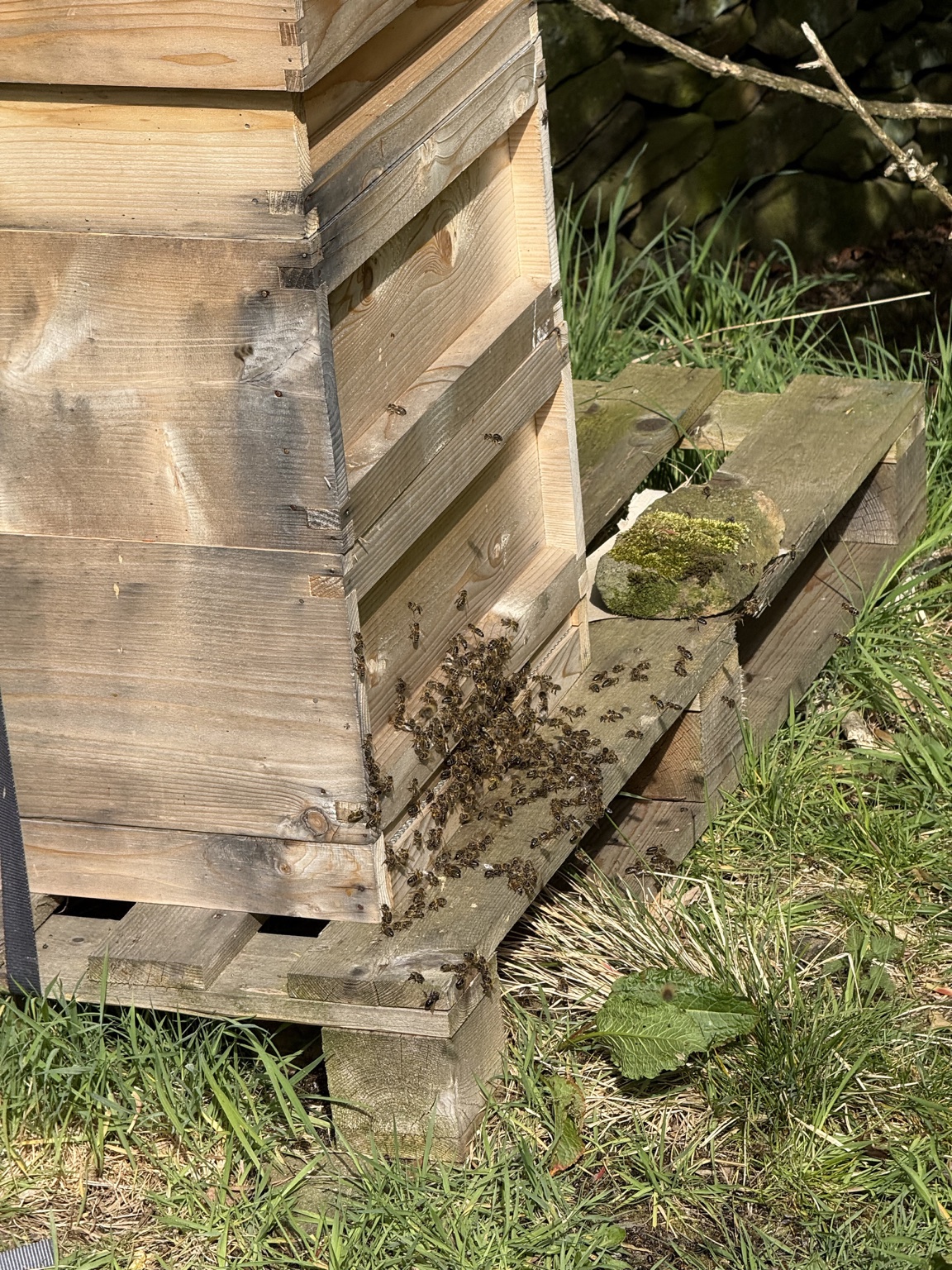 Honey bees entering and leaving a wooden hive