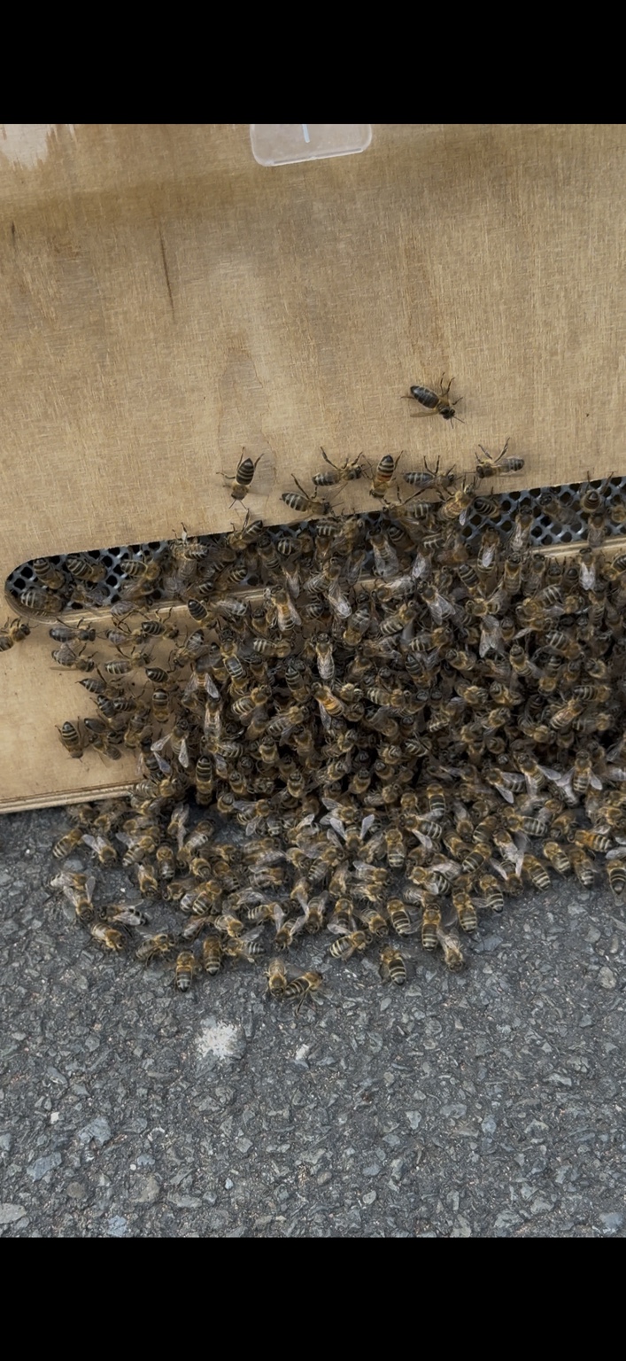 Honey bees clustered at the entrance of a hive box